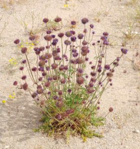 Chia plant - Salvia columbariae