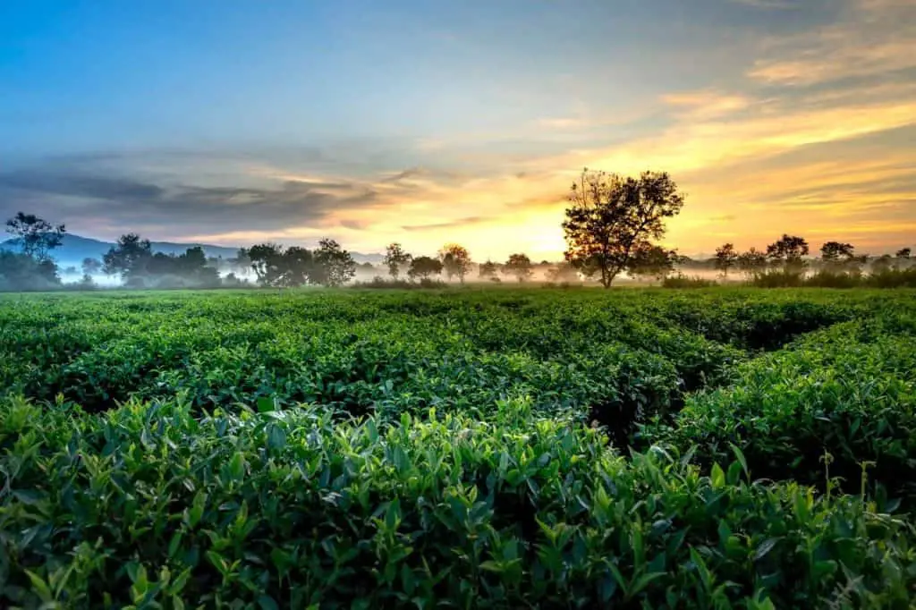 groene thee plantage