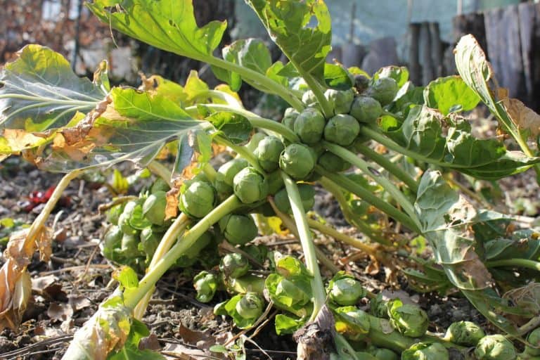 Spruitjes-plant